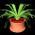 houseplant2