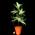 houseplant4
